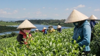 Việt Nam xuất khẩu chè nhiều nhất sang thị trường Pakistan