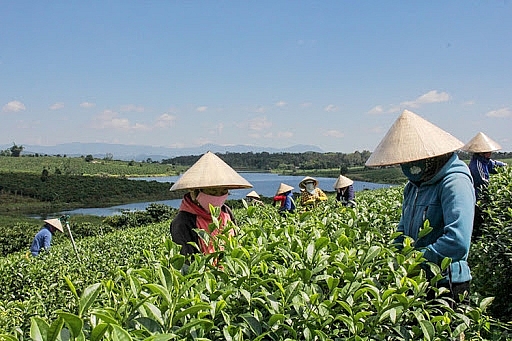 Việt Nam xuất khẩu chè nhiều nhất sang thị trường Pakistan