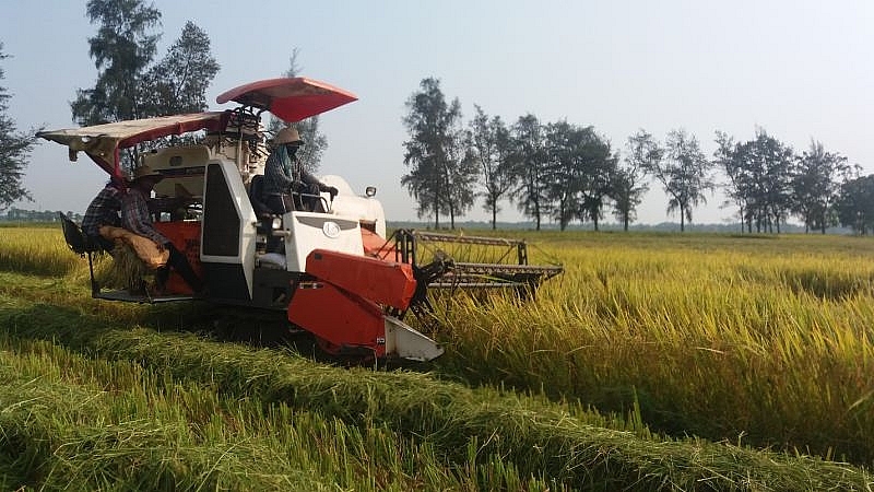 Quảng Trị: Đã thu hoạch được 7.000 ha lúa vụ Đông Xuân