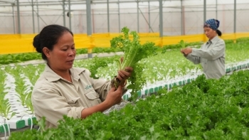 Vĩnh Phúc: Toàn tỉnh có 15 mô hình chuỗi liên kết sản xuất, tiêu thụ nông sản an toàn