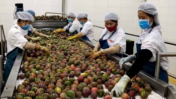 Gia Lai: 4 tháng đầu năm, kim ngạch xuất khẩu tăng gần 48%