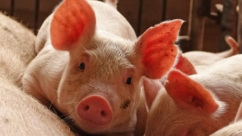 Giá thịt lợn hôm nay 11/5: Duy trì đà giảm