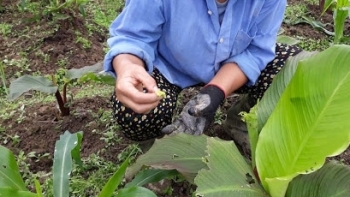 Bắc Kạn: Tích cực chăm sóc, phòng trừ sâu bệnh hại cây trồng vụ Xuân