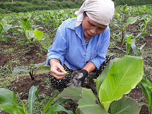 Bắc Kạn: Tích cực chăm sóc, phòng trừ sâu bệnh hại cây trồng vụ Xuân