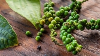 Giá hồ tiêu trong nước giảm 7.000 đồng trong tháng 4