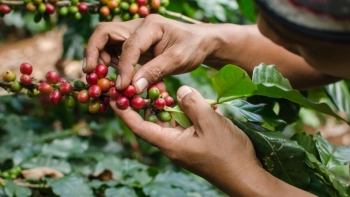 Giá cà phê hôm nay 13/5: Đồng loạt giảm mạnh