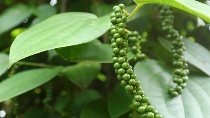 Giá hồ tiêu hôm nay 13/5: Giảm nhẹ tại các địa phương ở Tây Nguyên