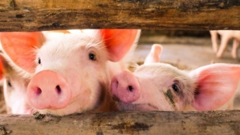 Giá thịt lợn hôm nay 13/5: Giảm ở khu vực phía Nam