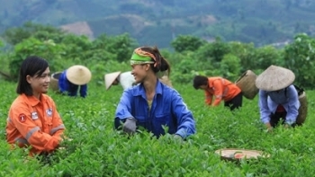 Xuất khẩu chè 4 tháng đầu năm đạt 37.000 tấn, thu về 60 triệu USD