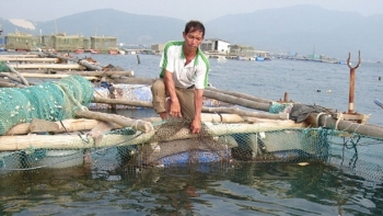 Phú Yên: Triển khai nhiệm vụ hợp tác phát triển nuôi biển