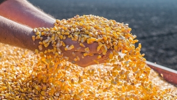 Kim ngạch thương mại song phương Việt Nam- Argentina đạt hơn 1 tỷ USD