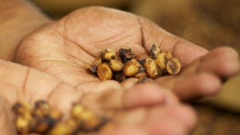 Giá cà phê hôm nay 14/5: Trong nước giảm 200 đồng/kg