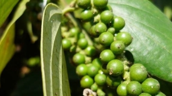 Giá hồ tiêu hôm nay 14/5: Đồng loạt giảm tại các địa phương