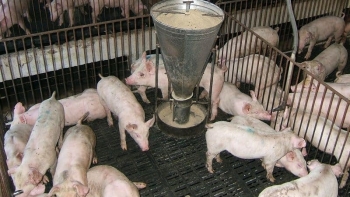 Đồng Tháp: Chấn chỉnh công tác quản lý chăn nuôi gia súc trên địa bàn tỉnh