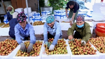 Nhật Bản ủy quyền cho Việt Nam trực tiếp giám sát khử trùng vải thiều xuất khẩu