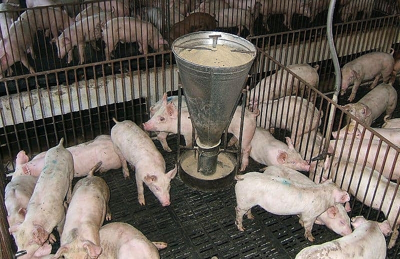 Đồng Tháp: Chấn chỉnh công tác quản lý chăn nuôi gia súc trên địa bàn tỉnh