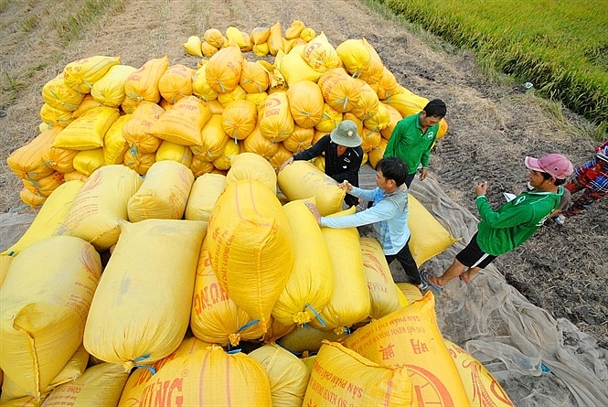 Xuất khẩu gạo sang Philippines đạt 715.717 tấn trong 4 tháng