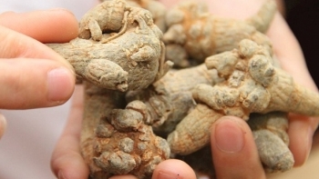 Lào Cai: Phát triển chuỗi liên kết sản xuất và tiêu thụ sản phẩm chủ lực