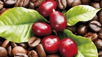 Giá cà phê hôm nay 15/5: Trong nước giảm 600 - 700 đồng/kg