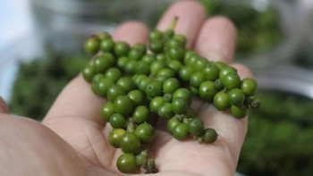 Giá hồ tiêu hôm nay 15/5: Đi ngang tại các địa phương