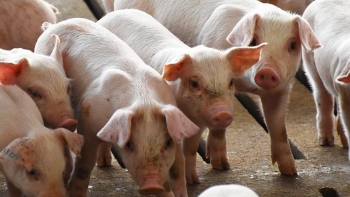 Giá thịt lợn hôm nay 15/5: Điều chỉnh trái chiều