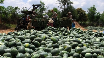 Xuất khẩu nông lâm thủy sản sang Trung Quốc đạt 4 tỷ USD