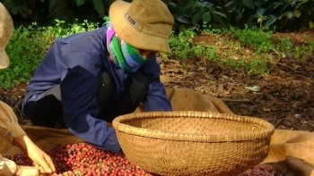 Giá cà phê hôm nay 17/5: Trong nước đi ngang