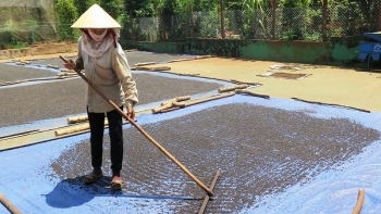 Giá hồ tiêu hôm nay 17/5: Ổn định đầu tuần