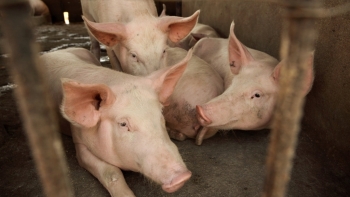 Giá thịt lợn hôm nay 17/5: Điều chỉnh ở một vài tỉnh thành