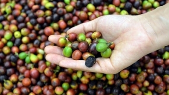 Giá cà phê hôm nay 18/5: Tiếp tục chững giá