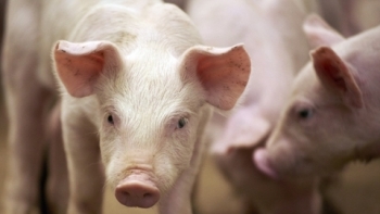 Giá thịt lợn hôm nay 18/5: Biến động trái chiều trên cả 3 miền