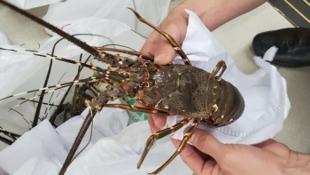 Kim ngạch nhập khẩu thủy sản đạt gần 680 triệu USD