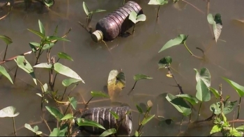 Đồng Tháp: Thu gom, xử lý bao gói thuốc bảo vệ thực vật sau sử dụng