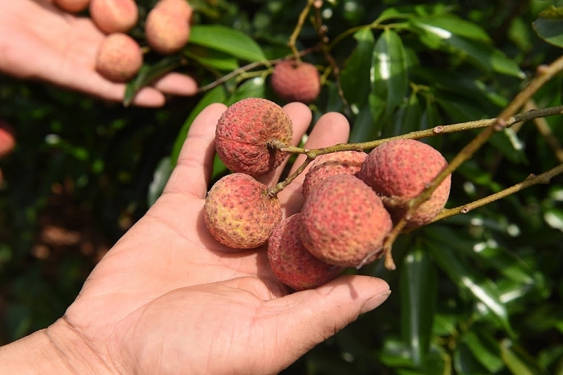 Việc thúc đẩy tăng trưởng xuất khẩu quả vải tại Australia hiện nay không chỉ góp phần tăng kim ngạch xuất khẩu mà còn khẳng định đẳng cấp, chất lượng của quả vải Việt Nam Việc thúc đẩy tăng trưởng xuất khẩu quả vải tại Australia hiện nay không chỉ góp phần tăng kim ngạch xuất khẩu mà còn khẳng định đẳng cấp, chất lượng của quả vải Việt Nam