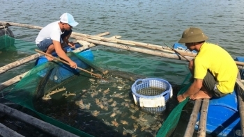 Bình Thuận: Phòng, chống một số dịch bệnh nguy hiểm trên thủy sản nuôi