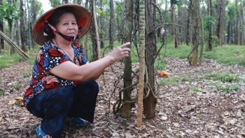 Bình Phước: Hỗ trợ nông dân khó khăn có hồ tiêu trồng bị chết