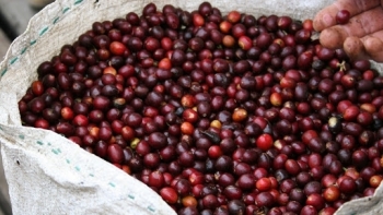 Giá cà phê hôm nay 19/5: Tăng vọt