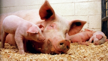 Giá thịt lợn hôm nay 19/5: Tiếp tục điều chỉnh trái chiều