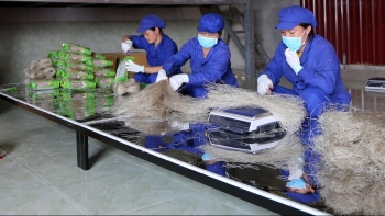 Bắc Kạn: Sản phẩm miến dong được bảo hộ chỉ dẫn địa lý