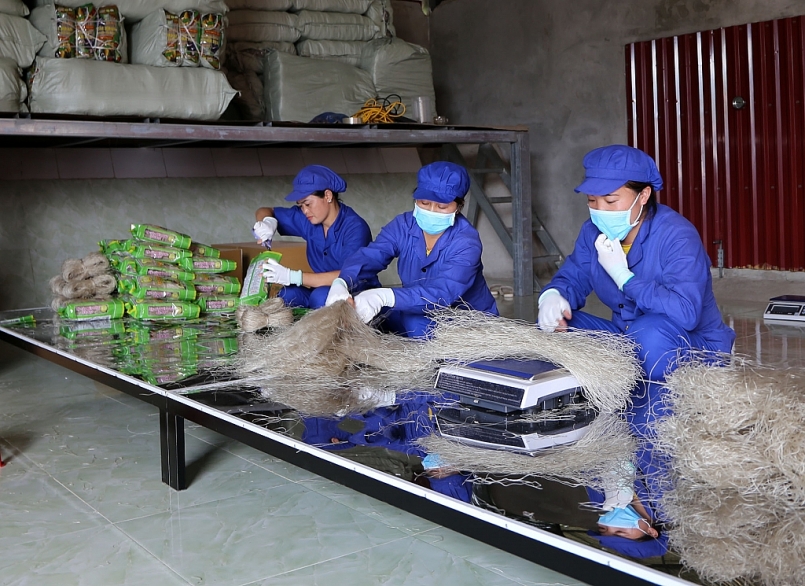 Miến dong của Hợp tác xã Tài Hoan, tỉnh Bắc Kạn đã được xuất khẩu sang thị trường châu Âu