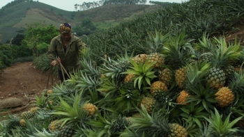 Bắc Giang: Đề nghị hỗ trợ tiêu thụ hàng trăm nghìn tấn nông sản