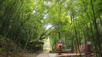 Sơn La: Tăng cường các biện pháp cấp bách về bảo vệ rừng và phòng cháy, chữa cháy rừng năm 2021