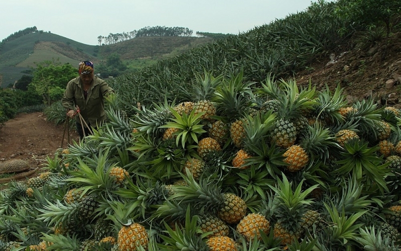Tỉnh Bắc Giang vừa có văn bản gửi Thủ tướng, đề nghị hỗ trợ tiêu thụ nông sản của tỉnh hiện đang tồn hàng trăm ngàn tấn nông sản, hàng chục triệu gia súc gia cầm do ảnh hưởng của dịch Covid-19