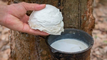 Giá cao su đầu tháng 5 tại các sàn giao dịch chủ chốt tăng trở lại