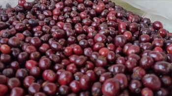 Giá cà phê hôm nay 20/5: Giảm nhẹ trong nước