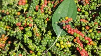 Giá hồ tiêu hôm nay 20/5: Tiếp tục ổn định