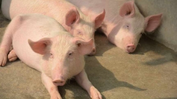 Giá thịt lợn hôm nay 20/5: Đồng loạt giảm