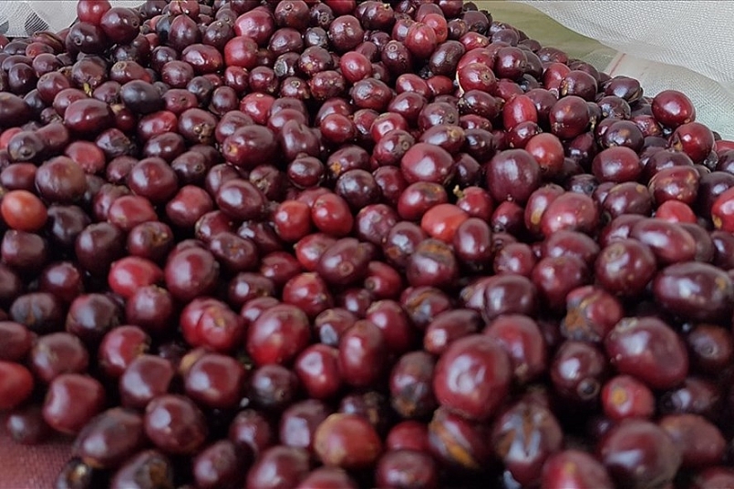 Giá cà phê hôm nay 20/5: Giảm nhẹ trong nước