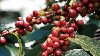 Giá cà phê hôm nay 21/5: Tiếp tục sụt giảm