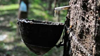 Giá cao su hôm nay 21/5: Bật tăng trở lại